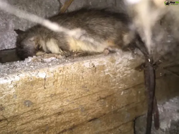 Dead Rat Removal Kureelpa